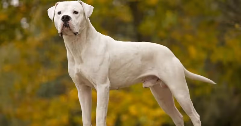Dogue argentin