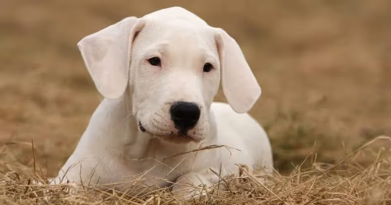 Chiot Dogue argentin