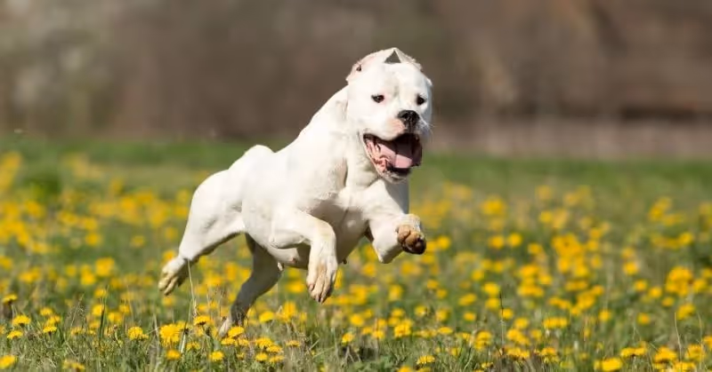 Un chien dogue argentin