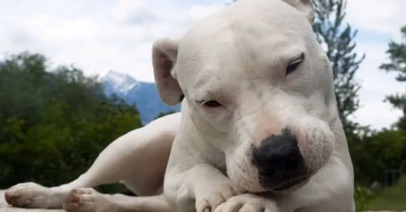 Chien dogue argentin