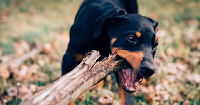 Chien Dobermann