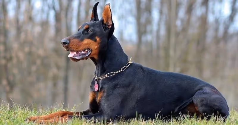 Dobermann