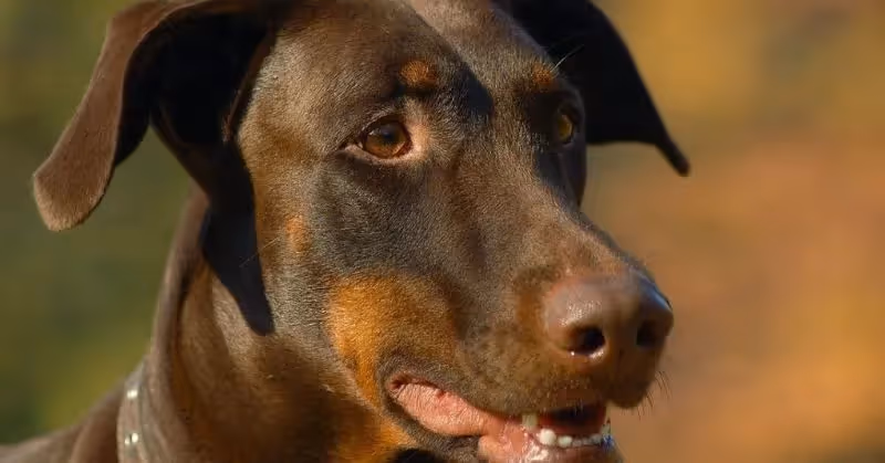 Un chien Dobermann
