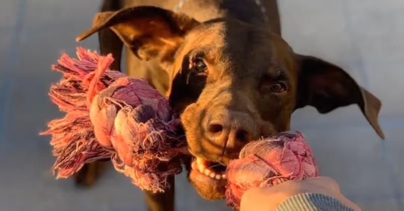 chien Dobermann