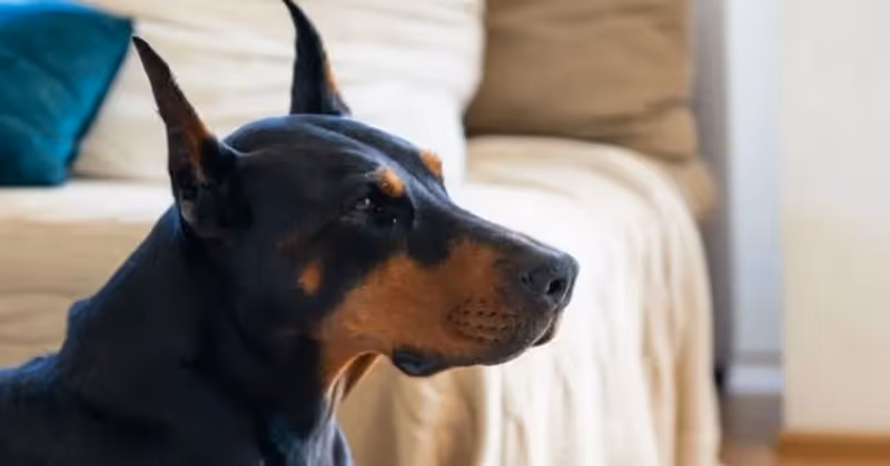 Le Dobermann