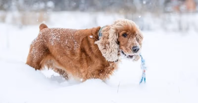 race de chien cocker anglais