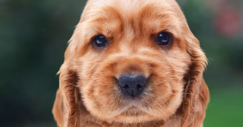 Chiot cocker anglais