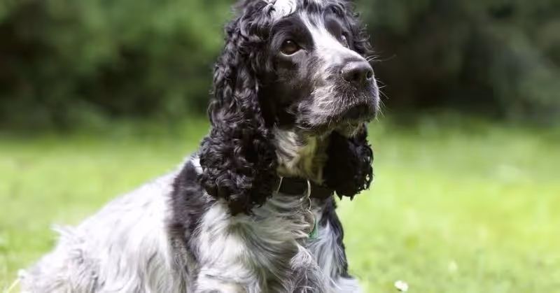 Cocker anglais noir
