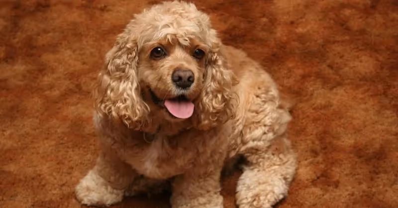 Cocker américain