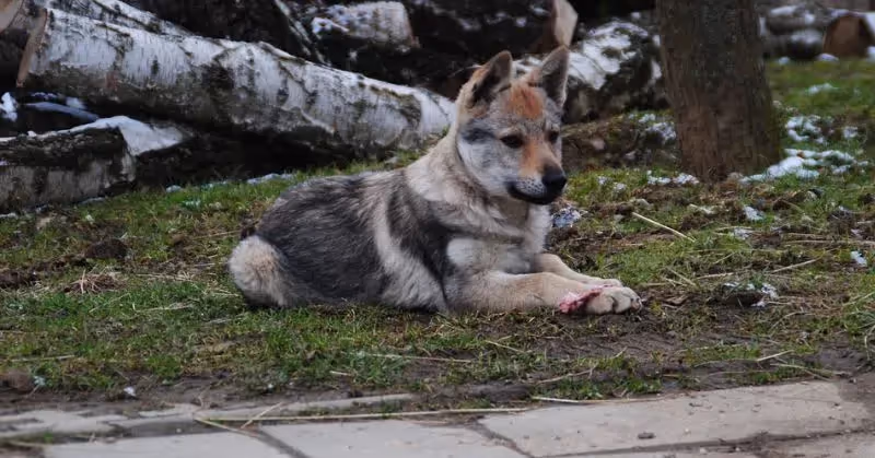 Jeune chien loup tchécoslovaque