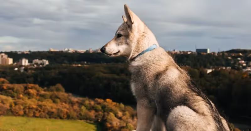 Chien-loup tchécoslovaque
