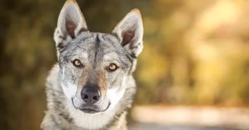 Un chien loup tchécoslovaque