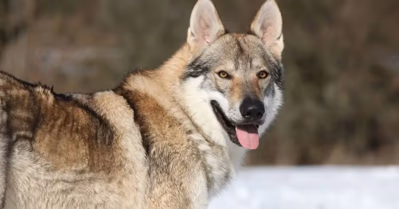 Chien loup-tchécoslovaque adulte