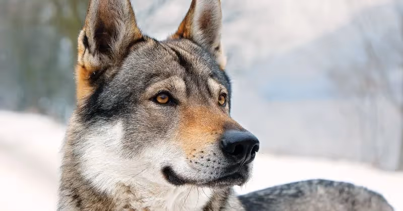 Race de chien loup tchécoslovaque