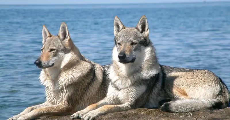 Deux chiens-loups tchécoslovaques