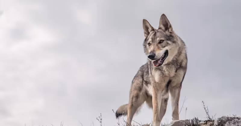 Race de chien loup tchécoslovaque