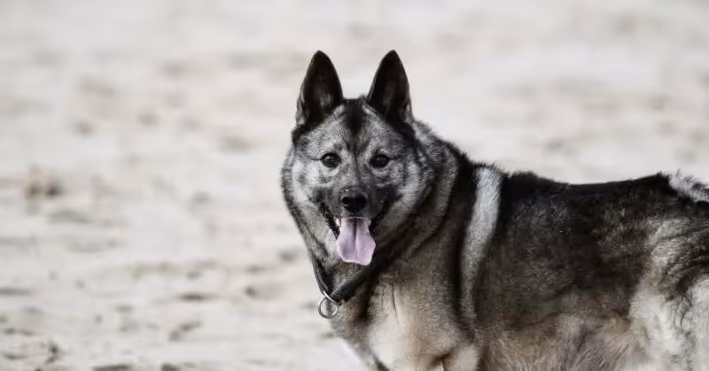 Chien d'elan norvégien