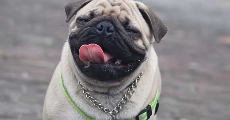 Pug