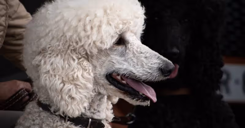 Grand Caniche