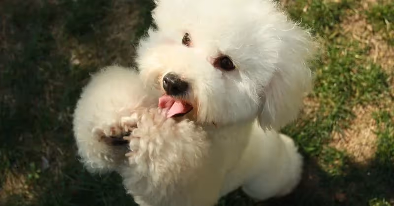 Chiot Caniche