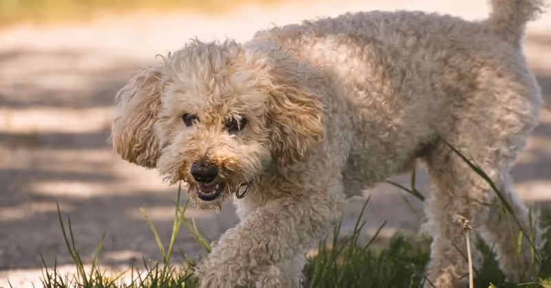 Race de chien Caniche
