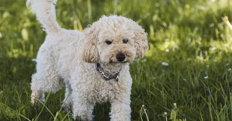 Caniche blanc