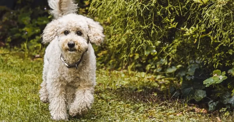 Le chien Caniche