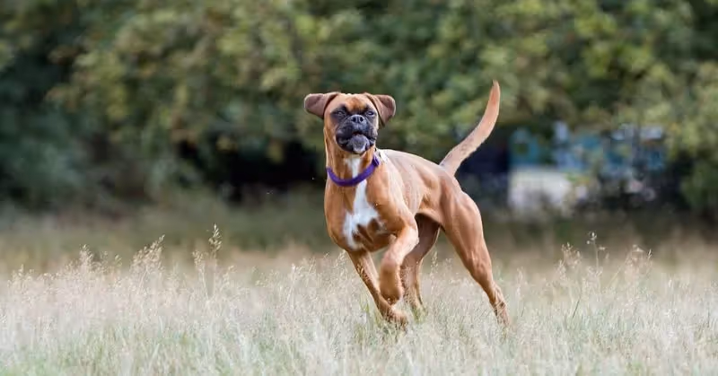 Chien Boxer