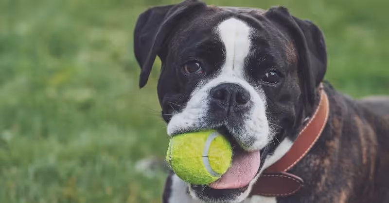 Boxer