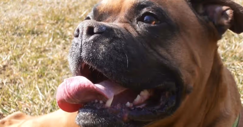 Un chien Boxer