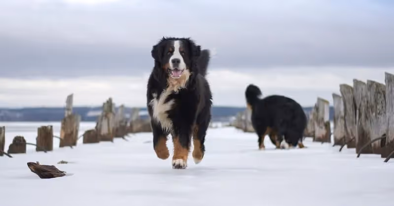 Chien bouvier bernois
