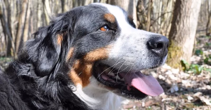 Un bouvier bernois