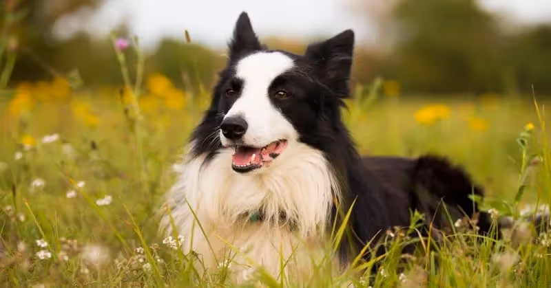Border Collie