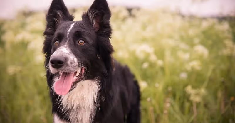Le Border Collie