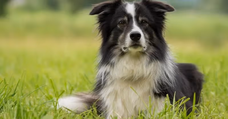 Chien Border Collie