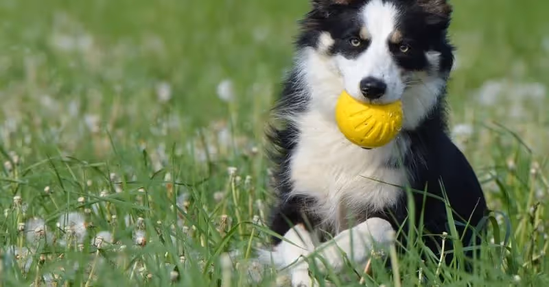 Chiot Border Collie