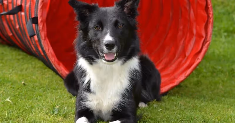 Race de chien Border Collie