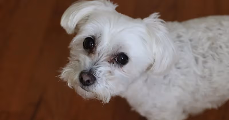 Bichon maltais