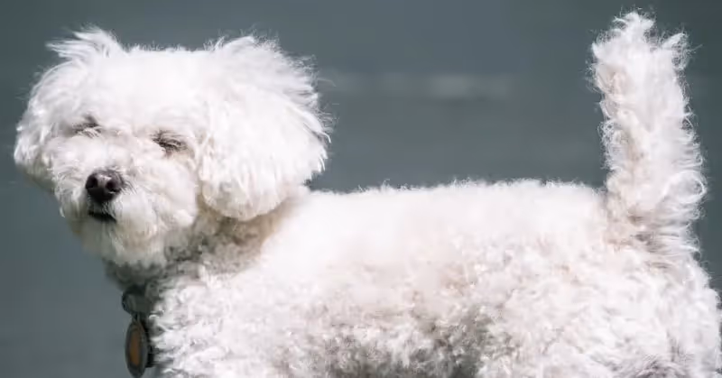 Jeune Bichon maltais