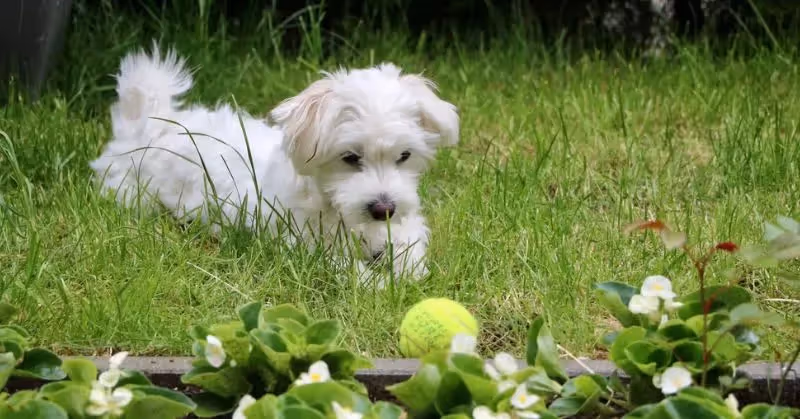 Bichon maltais