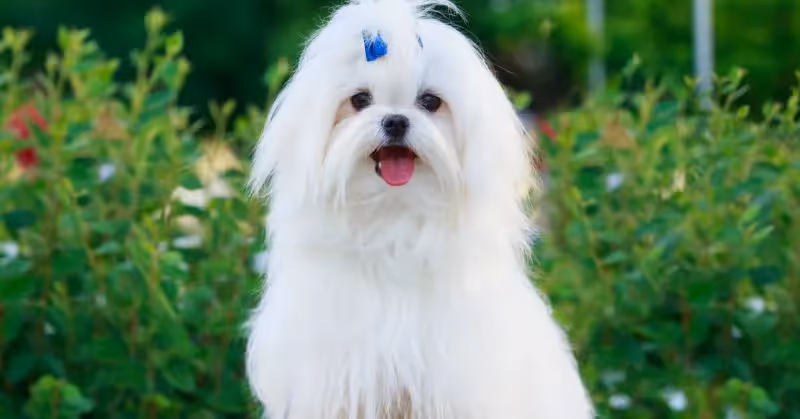 Bichon maltais