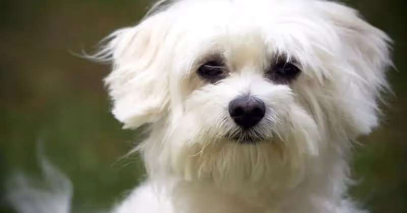 Race de chien Bichon maltais