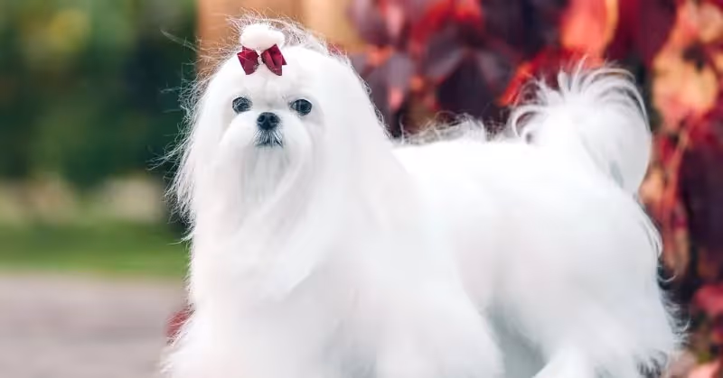 Bichon maltais à poil long