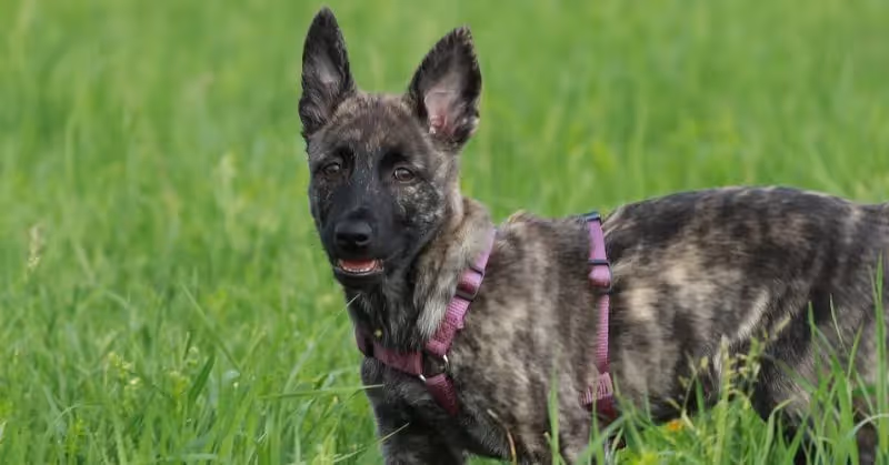 Chiot Berger hollandais