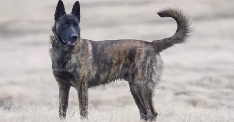 Chien de race Berger hollandais