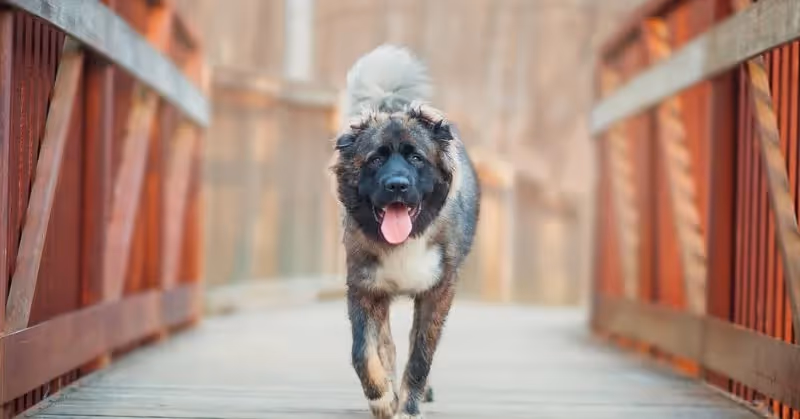 Chien Berger du Caucase
