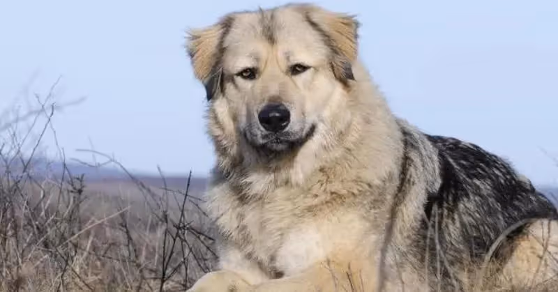 Un Berger du Caucase