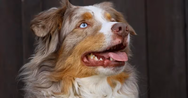 Chien Berger australien merle