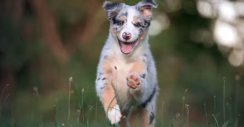 Chiot Berger australien