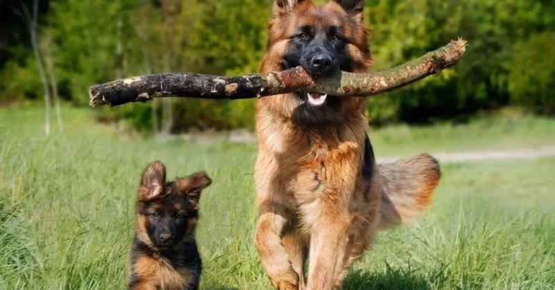 Chiot et chien Berger allemand